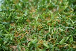 Polytan® Kunstrasen LigaGRASS® Synergy -Freizeitspiele Verkaufsgeschäft VG 003067 A02 ecommerce 7